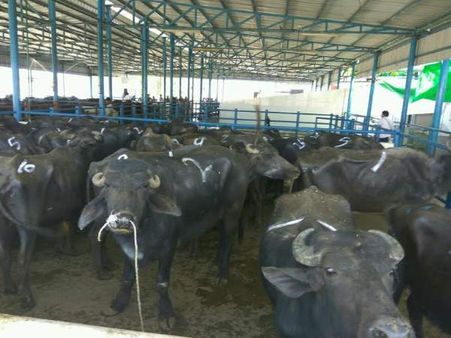 अलीगढ़ में बूचड़खानों की बदबू से परेशान हुए लोग, सरकार ने सील किए 15 बूचड़खाने