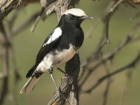 आखिर क्या है शकुन या शगुन, जिसको लेकर लोग रहते हैं परेशान?