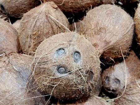 क्या आप जानते हैं आखिर महिलाएं क्यों नहीं फोड़ती हैं नारियल?