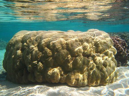 जानिए मूंगा पहनने के फायदे और नुकसान