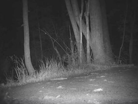 Video: कैमरे में कैद हुआ सबसे बड़ा मगरमच्छ, देखने वालों के छूट गए पसीने