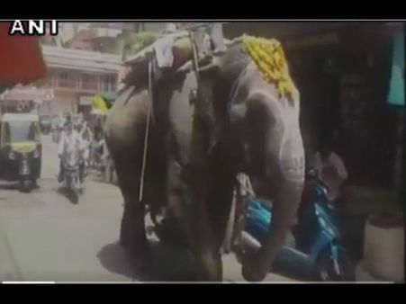 VIDEO: पान खाने का शौकीन है ये हाथी, रोज दुकान जाकर खाता है पान