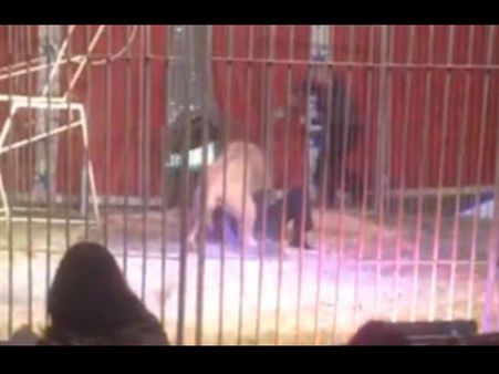 Video: शेर ने रिंग मास्टर पर किया हमला, गर्दन दबोचकर पिंजरे में घूमता रहा