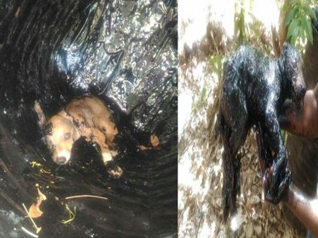 Video: कुत्ते के बच्चे को तारकोल के ड्रम में फेंका, 24 घंटे तक फंसा रहा किसी ने नहीं की मदद