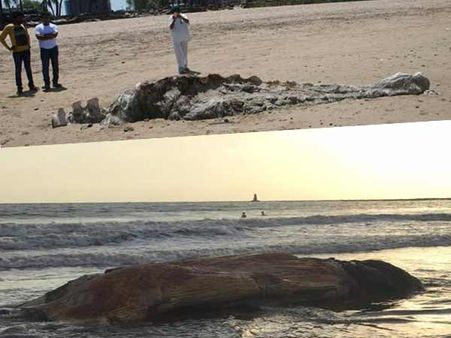 समुद्र में 40 फीट लंबी व्‍हेल के हो गए दो ह‍िस्‍से, सि‍र म‍िला जुहू में तो धड़ मि‍ला माध में