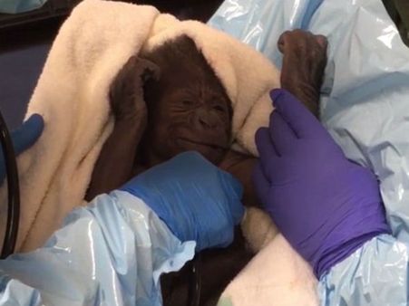 डिलिवरी में लगाए गए एक दर्जन डॉक्टर, तब जाकर आई ये काली 'गुड न्यूज'