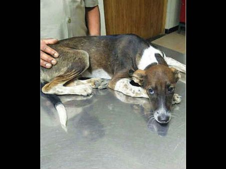 मालिक ने कुत्ते को बालकनी से फेंका, जानिए क्‍या था उसका कसूर