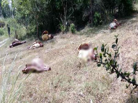 पशु का कटा सर मिलने से हड़कंप, ग्रामीणों का पुलिस पर गुस्सा