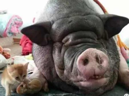 एक प‍िग के कारण इन्‍हें बदलने पड़ गए पूरे छह घर, देखिए क्‍यों है आख‍िर ऐसा