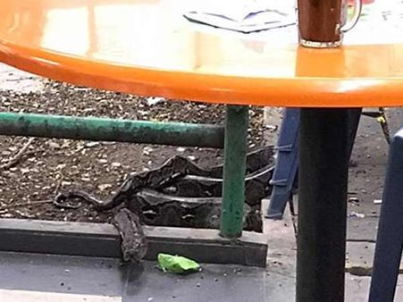 कैफे में चाऊमीन खा रहे शख्स के सामने आया अजगर, फिर क्या हुआ