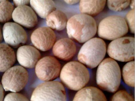 आखिर क्यों पूजा के लिए महत्वपूर्ण है सुपारी?