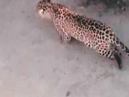 एक तेंदुआ आ धमका गर्ल्‍स हॉस्‍टल में, देख‍िए फ‍िर क्‍या हुआ ?