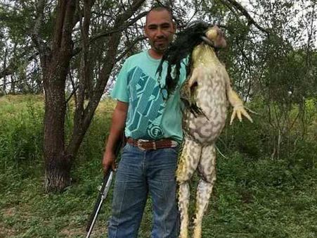 Viral:शिकारी के हाथ लगा इंसान के कद का मेंढक