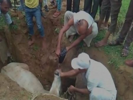 चरते-चरते गड्ढे में गिरी गाय, मुस्लिमों ने घंटो मशक्कत कर निकाला बाहर