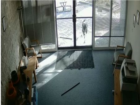 Video: शरारती बकरी, ऑफिस का दरवाजा तोड़कर हो गई फरार