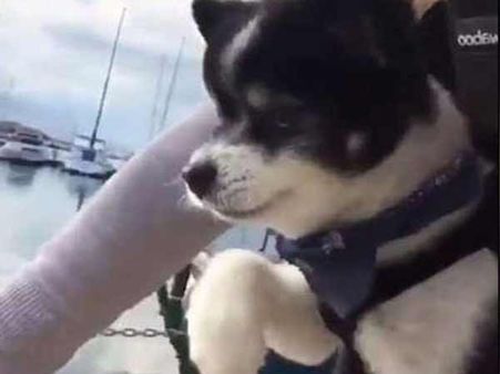 ओनर के साथ डॉगी की यह हरकत देखकर हो जाएंगे आप भी खुश, देख‍िए कैसे?