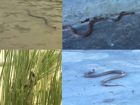 VIDEO: बरसात में सांप बने हैं आफत, अस्पताल में बढ़ गए हैं सांप के काटे हुए मरीज