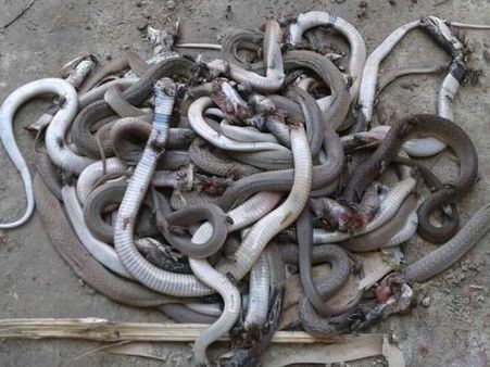 PICs: बीन बजाते ही एक घर से निकले 45 सांप...और फिर उनका एक नागराज