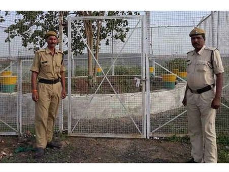 यह है दुनिया का सबसे वीवीआईपी पेड़, ज‍िसके रख रखाव में खर्च होते हैं हर महीने लाखों रुपए