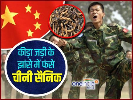 कीड़ा जड़ी के बदले डोकलाम से हटने पर राजी हुए चीनी सैनिक