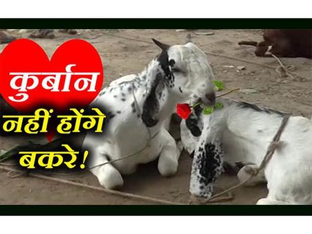 VIDEO: कुर्बानी के लिए बकरों के बढ़े भाव, हापुड़ के चच्चा ने मांगे पचहत्तर हजार