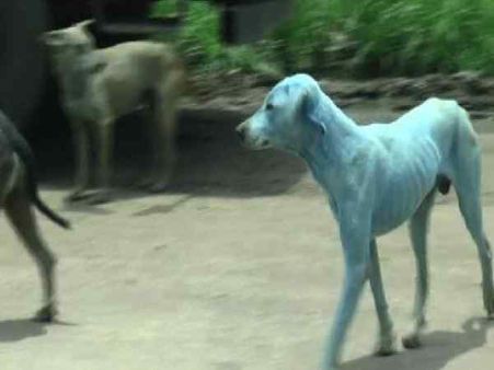 मुंबई के इस इलाके में घूम रहे नीले रंग के कुत्ते, वजह हैरान करने वाली