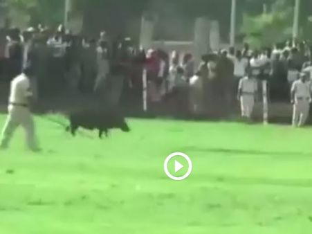 एमपी गजब है, सूअर की वजह से हवा में मंडराते रहे सीएम