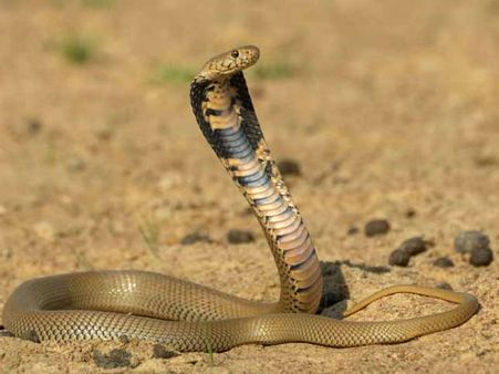 हॉस्टल रूम में छात्रा के पास लेटा था 5 फीट लंबा कोबरा, सहेली ने देखा तो उड़े होश