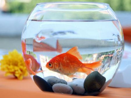 Feng Shui Tips: घर में रखिए 'एंक्‍वेरियम', होंगे फायदे ही फायदे