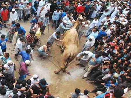 रस्म अदायगी के नाम पर हुई ऊंट की कुर्बानी, हजारों लोग पहुंचे देखने
