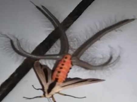 ऑस्ट्रेलिया पहुंचा महिलाओं की चोटी काटने वाला कीड़ा! लोग घबराए