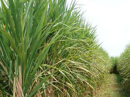 गन्ने के खेत में मिला गायब धड़, सिर का अब तक पता नहीं