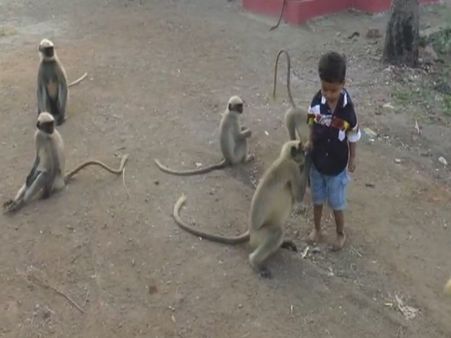 डेढ़ साल के इस बच्चे के बंदर हैं पक्के दोस्त, खेलने-कूदने से लेकर सुबह नींद से भी जगाते हैं