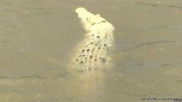 ऑस्ट्रेलिया में नज़र आया सफ़ेद रंग का दुर्लभ मगरमच्छ