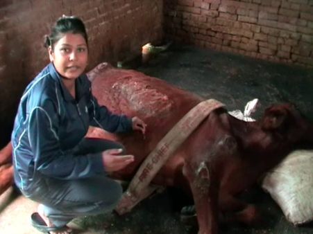 VIDEO: गौरक्षकों से डर मेरठ में दम तोड़ती गाय 'मोनी' को CM योगी ने दी संजीवनी