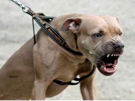 डिलीवरी के तुरंत बाद नवजात को अस्पताल में ही फेंक कर चली गई मां, नोंच नोंच कर खाने लगे कुत्ते