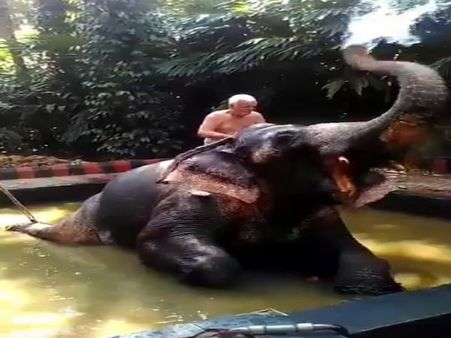 VIDEO: केरल घूमने आने वालों को हाथी बोलेगा थैंक्स, पीठ पर बैठाकर सूंड से कर देगा पवित्र