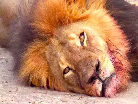 गुजरात: गिर के जंगल में एक महीने के भीतर 21 शेरों की मौत से हड़कंप