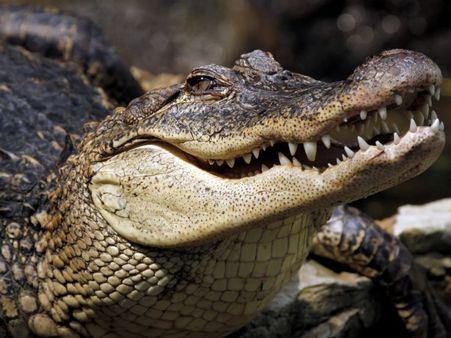 सड़क पर लोगों के अलावा घूम रहा था एक मगरमच्छ, जब पड़ी नजर तो मच गई अफरा-तफरी