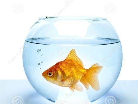 Feng shui Tips: नए साल में अपने घर लाइये ये चीजें, जीवन बन जाएगा खुशहाल