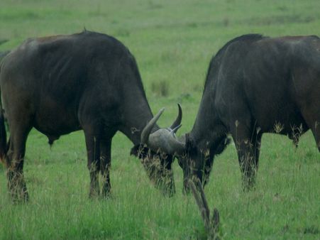 घर से काफी दूर निकल गई थीं भैंसें, Facebook ने मालिक से मिलवाया