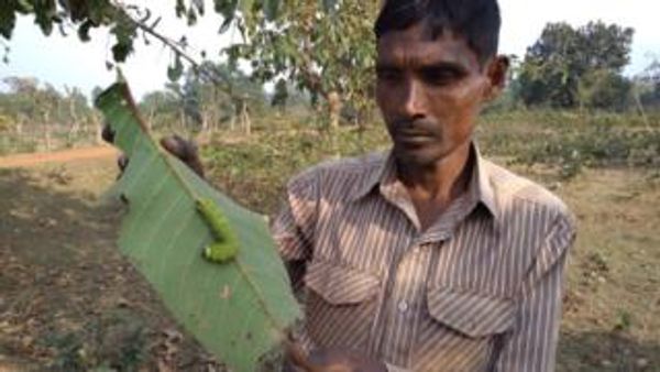 इस खेती के दौरान पत्नी से अलग सोते हैं किसान