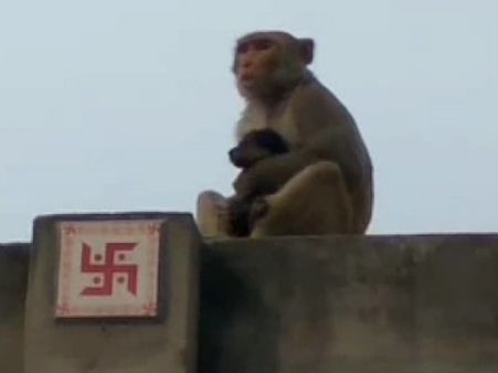 VIDEO: दूध पीने वाले पिल्ले को प्यार में रोटी खिलाना चाहता है बंदर