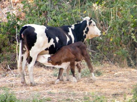 भारत आने को तैयार इजरायली गाय, दुनिया में सबसे ज्यादा दूध देती हैं ये Super Cow