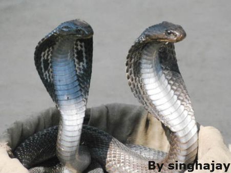 Dream About Snakes: सपने में सांप दिखने का क्या है अर्थ?