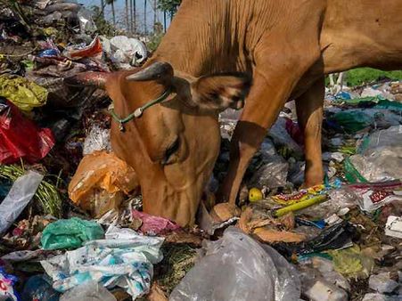 डॉक्टर ने किया बीमार गाय का ऑपरेशन तो पेट से निकली 80 किलो पॉलिथीन