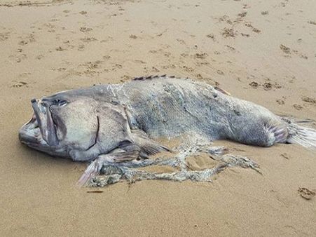 समुद्र किनारे बहकर आ गई 5 फीट लंबी और 150 किलो वजन की यह मछली, सब देखते रह गए