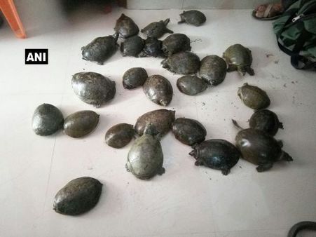 बिहार के गया जंक्शन रेलवे स्टेशन से 25 जिंदा कछुए बरामद