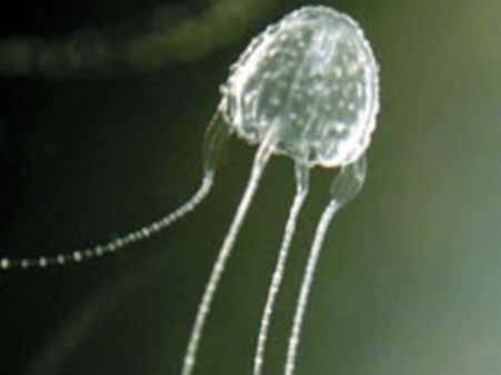 इस विषैले जीव के काटने से कोमा में पहुंच गई 14 साल की लड़की