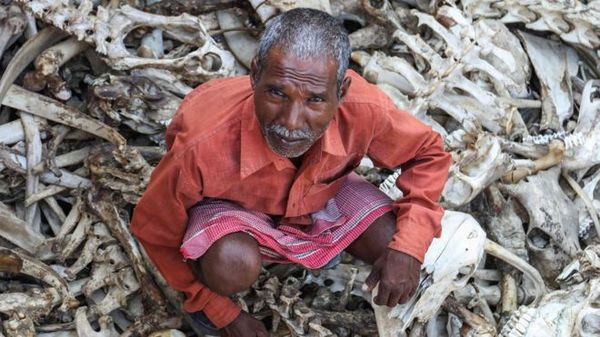 हड्डियां बीनने वालों को है किस बात का डर?